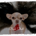 Bash Strut