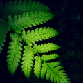 Musica para Dormir Dream House、Canciones De Cuna Para Dormir Bebes、Mantra para Dormir - Soñando Juntos
