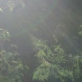 farfaraway