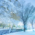 涙が雪になる前に (在眼泪成雪之前)