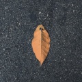 江湖大道