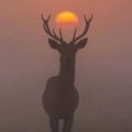 热门BGM