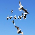 LINGDURemix、花北席 - Safari (Bootleg)
