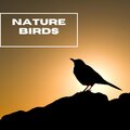 Nature Birds - Mother Nature