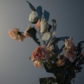 费囧 - ドライフラワー 干花