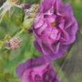 Rhapsody in Blue