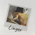 David Matthias - Linger