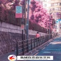 枫总、在忠、陌路相逢 - 希望我是你低谷期的一道光 (DJ版)