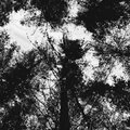 Noumad - El Bosque Pt. 1 (Explicit)