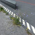 upsammy - Flutter