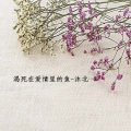 沐北 - 渴死在爱情里的鱼