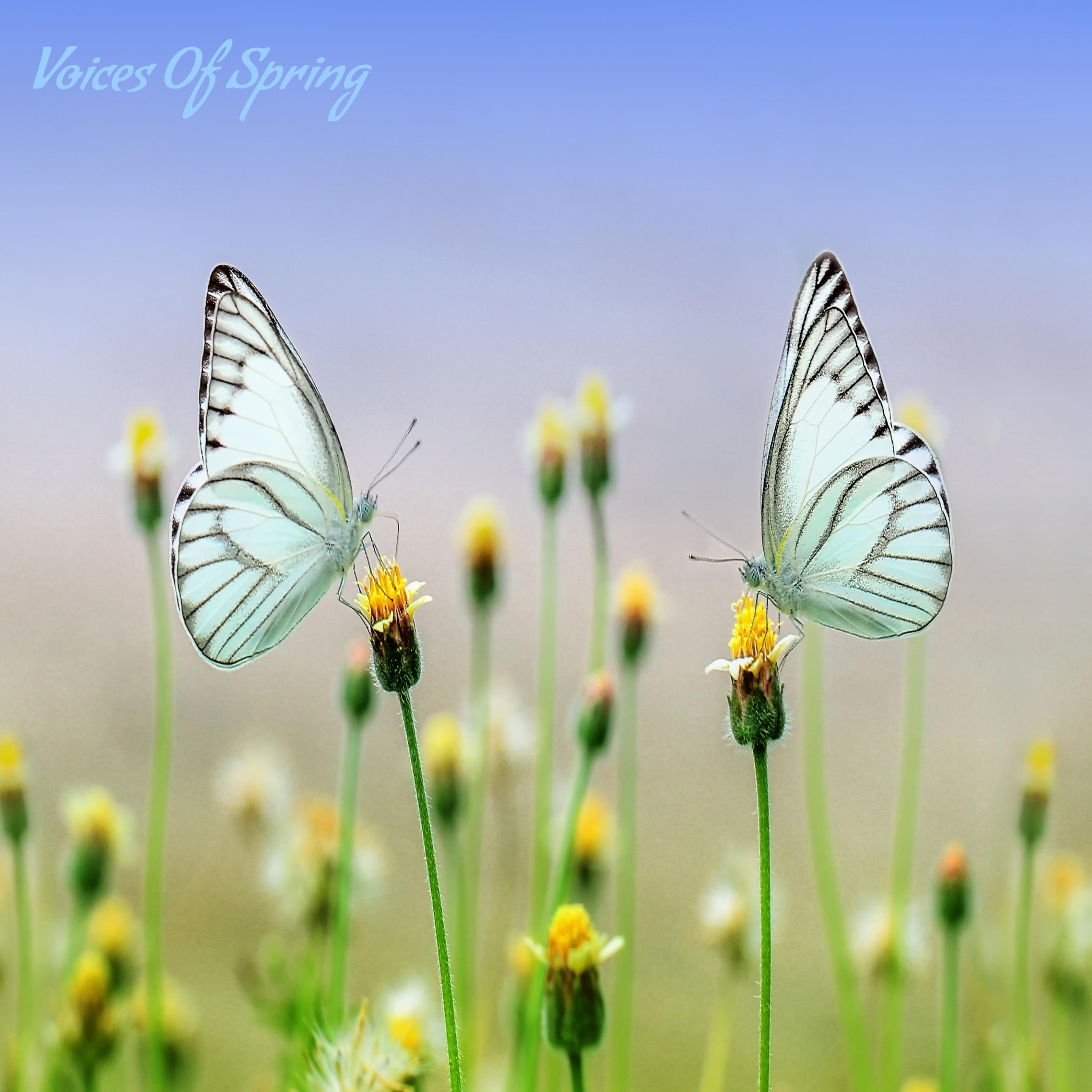Angie Hawke - Voices of Spring