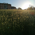 Lonely Marco、Gimsoon、mazz - Non ti sento