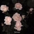 TanYsHeart - 玫瑰