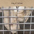 Nicoco - King of Sorrows