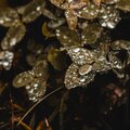 Ambient Nature & Rainy Days - Essential Loopable Sleep & Relaxation Tracks
