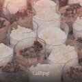 Jonathan Geer - Lollipop