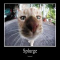 imcreased、Zachary Johnson、LilEffort - Splurge :3 (Explicit)