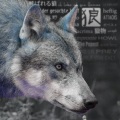 狼 (Wolf You Call)