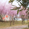 闪光合唱团 - 萱草花