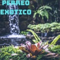 dj Tik Toker - Exótico