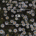 张小信 - 兜圈
