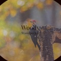 barry mann - Woody Woodpecker