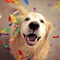 kingpuntocom beats - Happy Dog