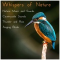 Music of the Forest - Melodies in the Night