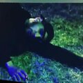 Crook - Icy (Explicit)