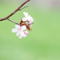 辞皓 - 花败你不在