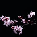Ski - Sakura Flower (Explicit)