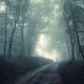 Forest Mist