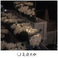 法迪、代总 - haunt u