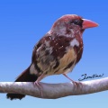 Finch (Explicit)