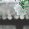 翼と実 - 天使のウィンク