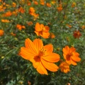 FUTURE FLOWERS