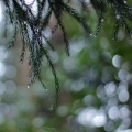 朱兴东 - 一直下雨的星期天