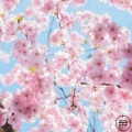 Terabyte Records presents: Spring Syntax (Explicit)