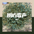 树屿 - 遥不可及的你