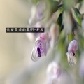 梦欣 - 你曾是我的黎明