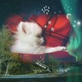 Relaxing Mode - To The Dog That Sleeps Peacefully A Lullaby