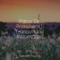 Musica Relajante Para Estudiar、Música Relajante para Perros、Canciones de Cuna Relax - Quietud