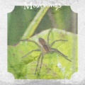 Studio 1 - Tiptoe
