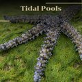 cruciform - Tidal Pools