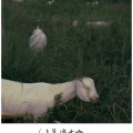 明历MUSIC、上官静 - 爱里缺了谁都是不完美的