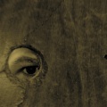 Boom Bip、Doseone、Adam K Drucker、Bryan Charles Hollon - The Birdcatcher's Return