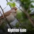 Laughingtube - Nighten Gale