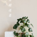 哑当 - 烟雨落花