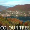Colour Tree